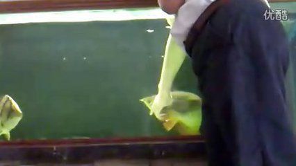 龍魚怎么訓(xùn)練互動技能：如何訓(xùn)練龍魚互動技能