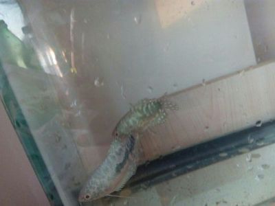 龍魚翻過來了怎么救活：龍魚翻肚是一種嚴重病癥，需要飼養者及時采取措施進行救治