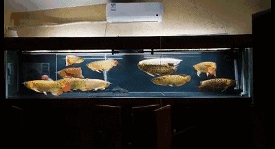 三龍魚混養分享：三龍魚混養分享三龍魚混養分享三龍魚混養分享