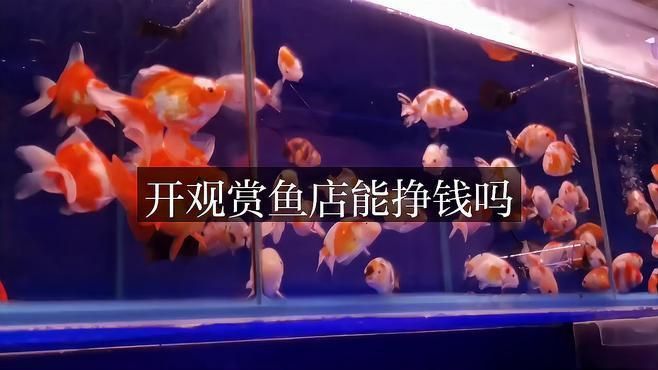 開個觀賞魚店掙不掙錢