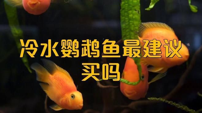 冷水鸚鵡魚最建議買嗎
