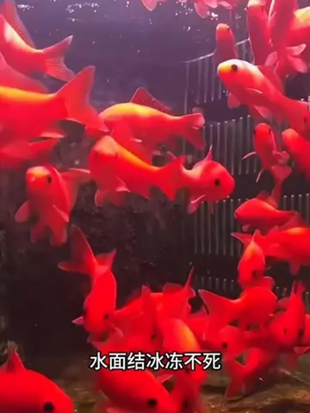 冷水鸚鵡魚最建議買嗎