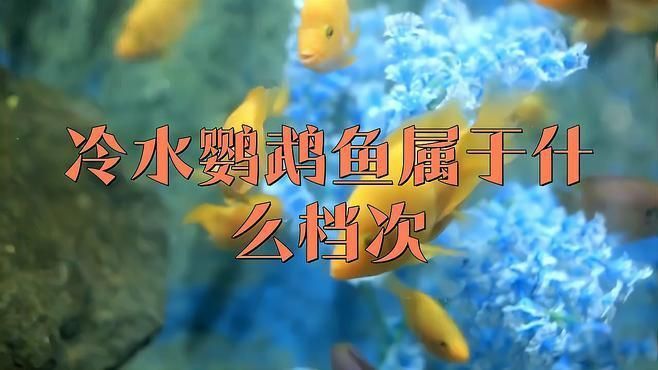 冷水鸚鵡魚最建議買嗎