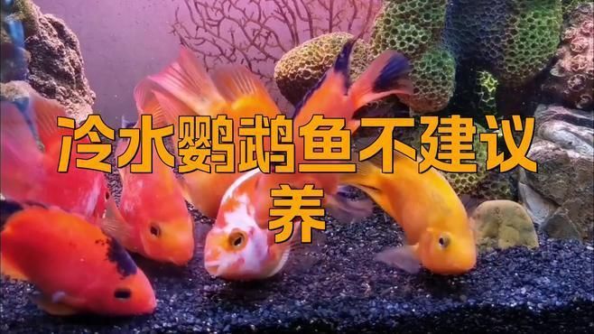 冷水鸚鵡魚最建議買嗎