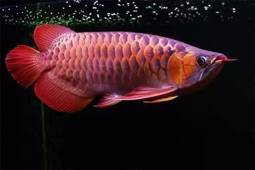 龍魚怎么養發色好：養龍魚發色需要綜合考慮水質、飼料、光照、飼料等條件