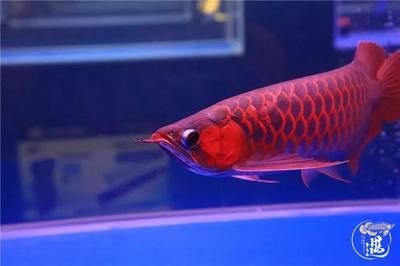 極品龍魚（三十六種極品龍魚你全養過嗎？）
