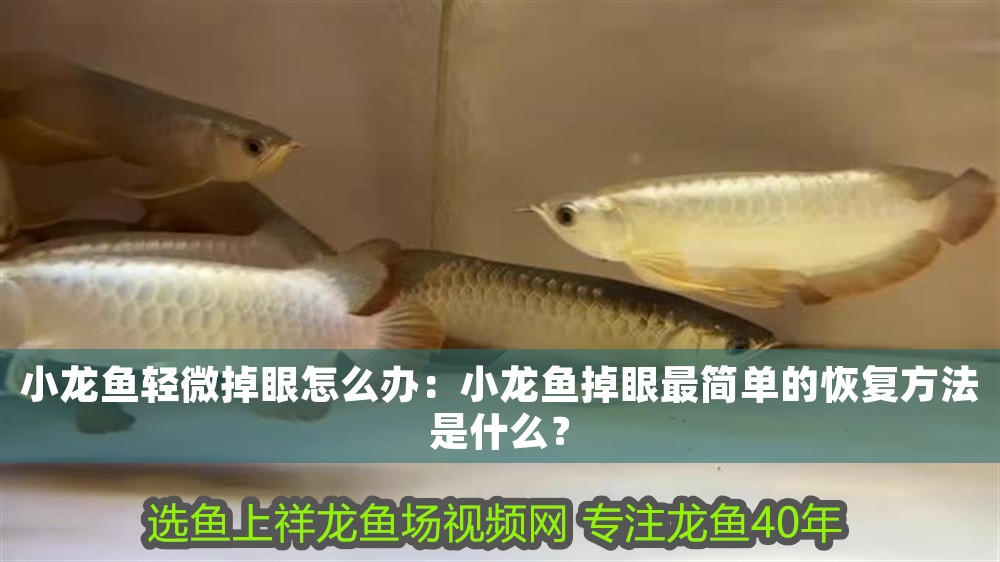 小龍魚輕微掉眼怎么辦：小龍魚掉眼最簡單的恢復方法是什么？