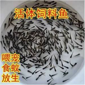 龍魚剪尾巴有什么用：龍魚剪尾巴再生，龍魚剪尾巴會影響美觀度提升、預防尾巴斷裂