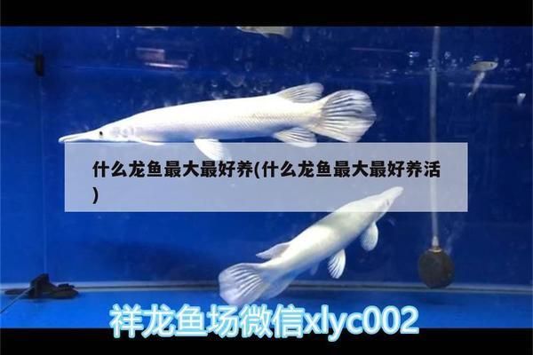 龍魚常用的抗生素：觀賞魚領域常用的抗生素及其使用細節及其使用方法