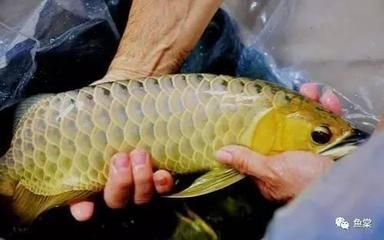 養龍魚加什么鹽最好：養龍魚并不一定需要加鹽，