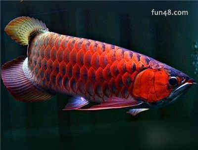 紅龍魚兜嘴分幾個級別（關(guān)于紅龍魚兜嘴分幾個級別的問題）