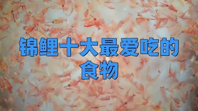 龍魚和錦鯉的食物有哪些？ 龍魚和錦鯉的食物有哪些？ 龍魚百科 第2張