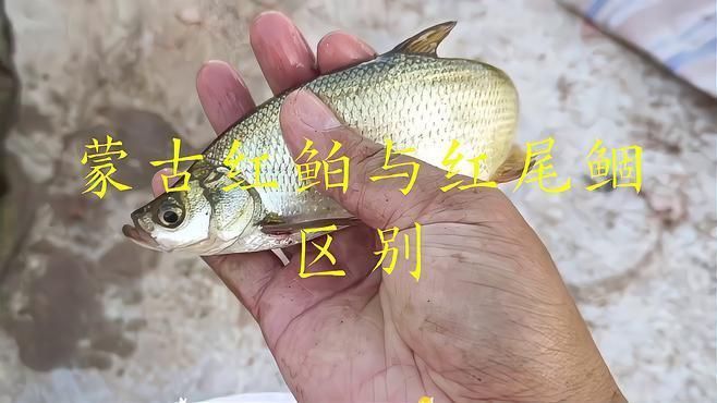 蒙古魚品種