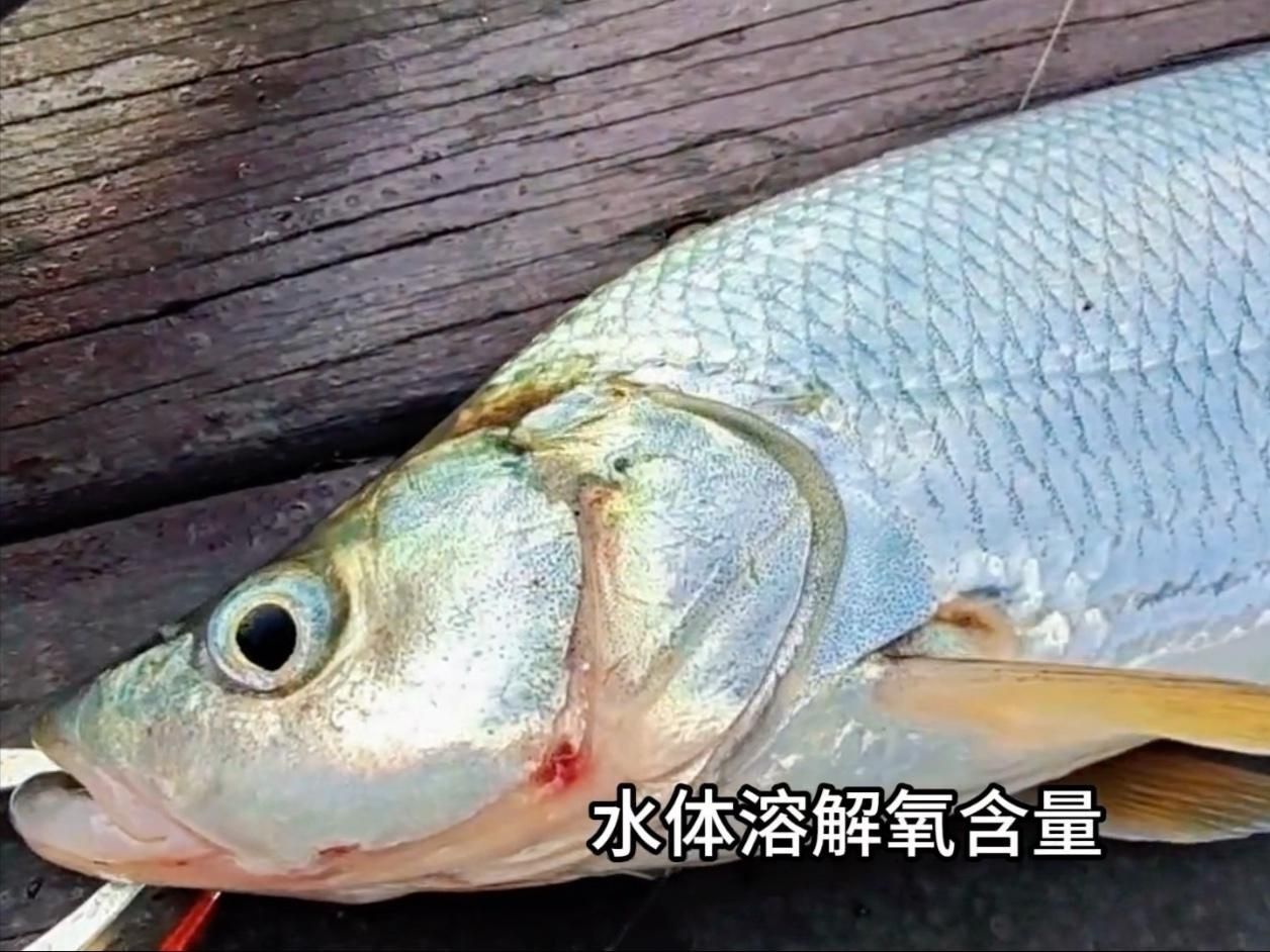蒙古魚品種
