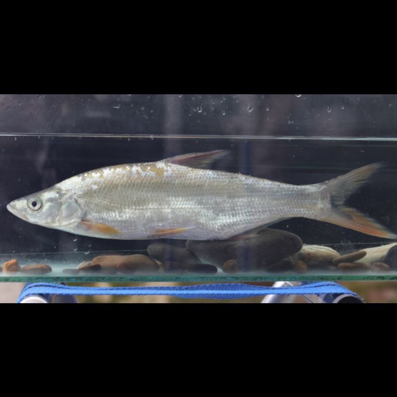 蒙古魚品種