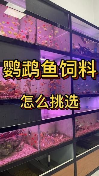 銀龍魚能吃鸚鵡魚飼料嗎視頻
