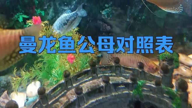 如何鑒別曼龍魚的雌雄？