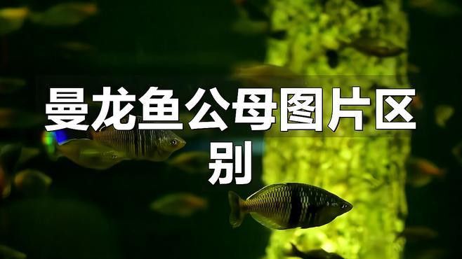 如何鑒別曼龍魚的雌雄？