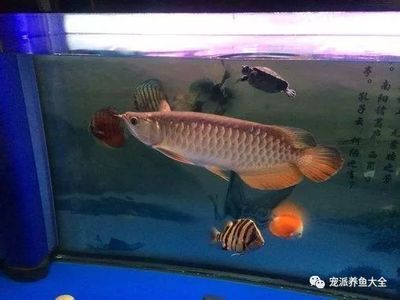 龍魚入缸前需要消毒嗎：龍魚入缸前需要消毒嗎龍魚入缸前需要消毒嗎