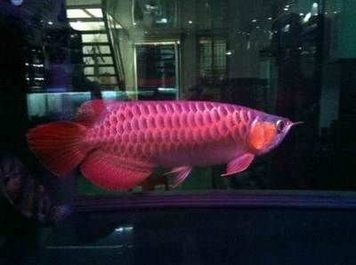 如何讓龍魚適應燈光的環境生活：如何讓龍魚適應燈光環境生活 如何讓龍魚適應燈光的環境生活：如何讓龍魚適應燈光環境生活 龍魚百科 第3張