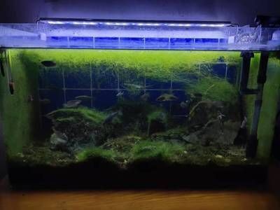 魚缸多久放一次鹽合適（淡水魚缸加鹽的最佳時機海水魚缸鹽度控制技巧）