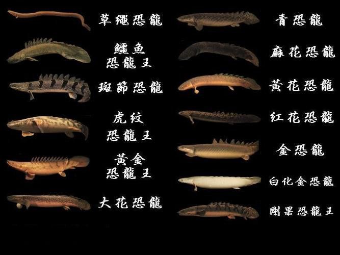 恐龍王魚與虎紋恐龍魚