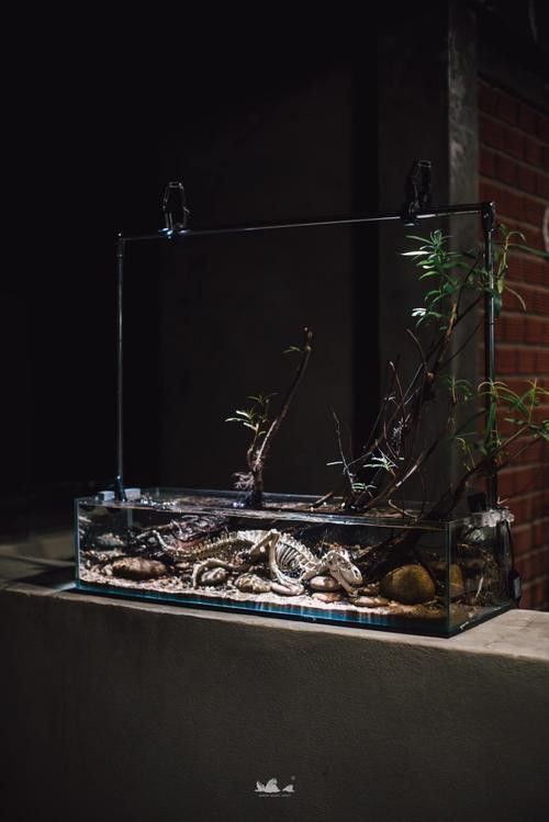 恐龍王魚與虎紋恐龍魚