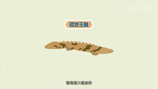 恐龍王魚與虎紋恐龍魚