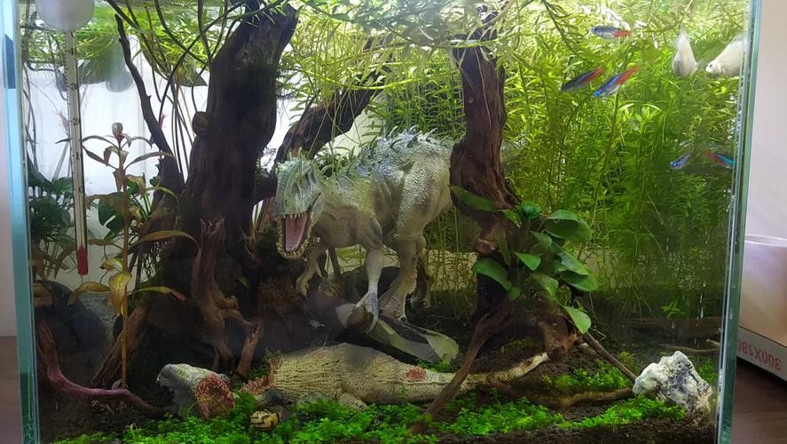 恐龍王魚與虎紋恐龍魚