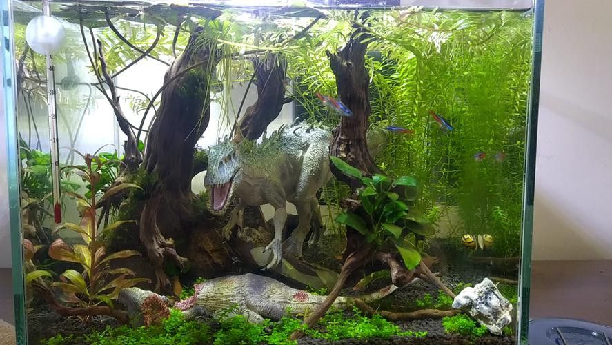 恐龍王魚與虎紋恐龍魚