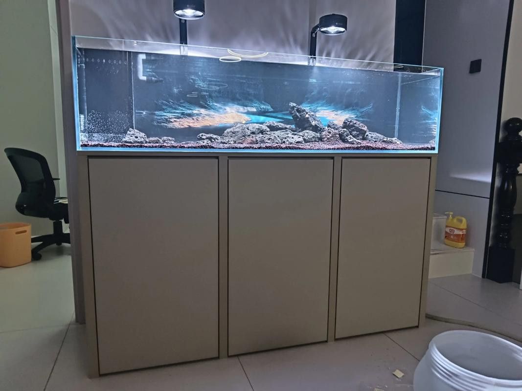 恐龍王魚與虎紋恐龍魚