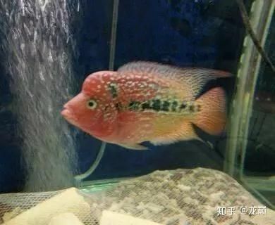 羅漢魚20厘米了還會起頭嗎