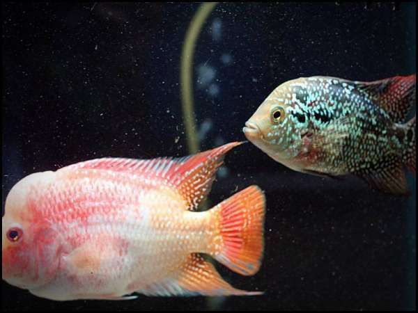 羅漢魚20厘米了還會起頭嗎