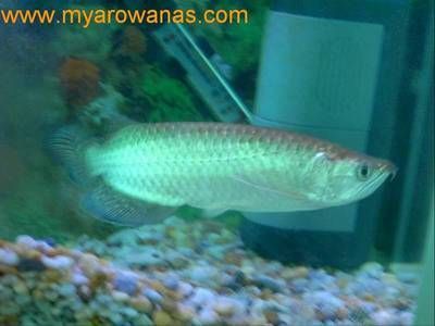 星點龍魚能長多大（星點龍魚在理想條件下可以長到多大的尺寸以下是關于星點龍魚的信息）