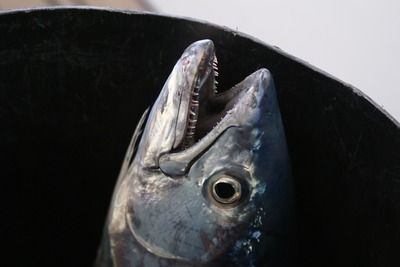 星點龍魚能長多大（星點龍魚在理想條件下可以長到多大的尺寸以下是關于星點龍魚的信息）