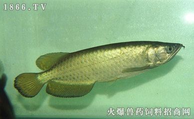 星點龍魚能長多大（星點龍魚在理想條件下可以長到多大的尺寸以下是關于星點龍魚的信息）
