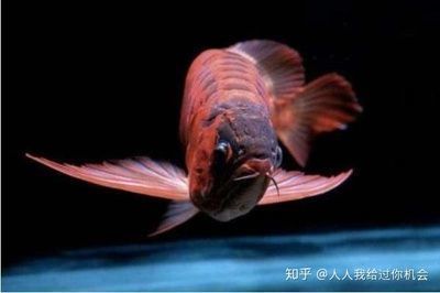 紅龍魚幼苗在哪里批發好呢（廣州紅龍魚幼苗批發市場）