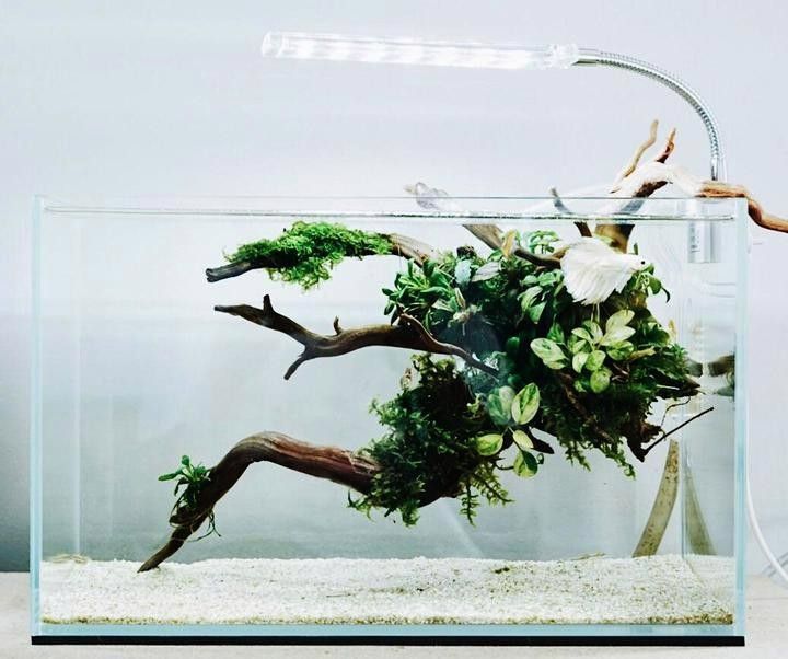 高清龍魚魚缸背景圖片大全
