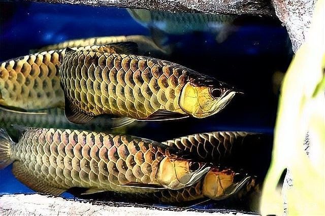 高清龍魚魚缸背景圖片大全