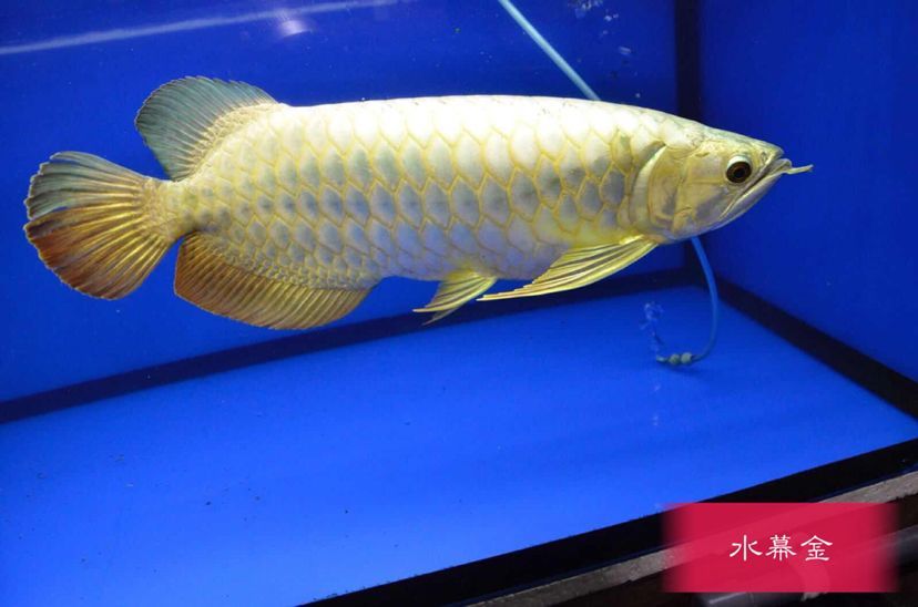 金龍魚長什么樣子，金龍魚的外觀特征