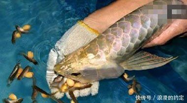 金龍魚長什么樣子，金龍魚的外觀特征
