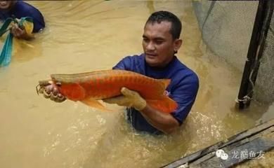 加里曼丹龍魚漁場【加里曼丹龍魚漁場的養殖方法】