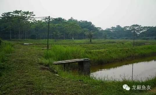 加里曼丹龍魚漁場【加里曼丹龍魚漁場的養殖方法】