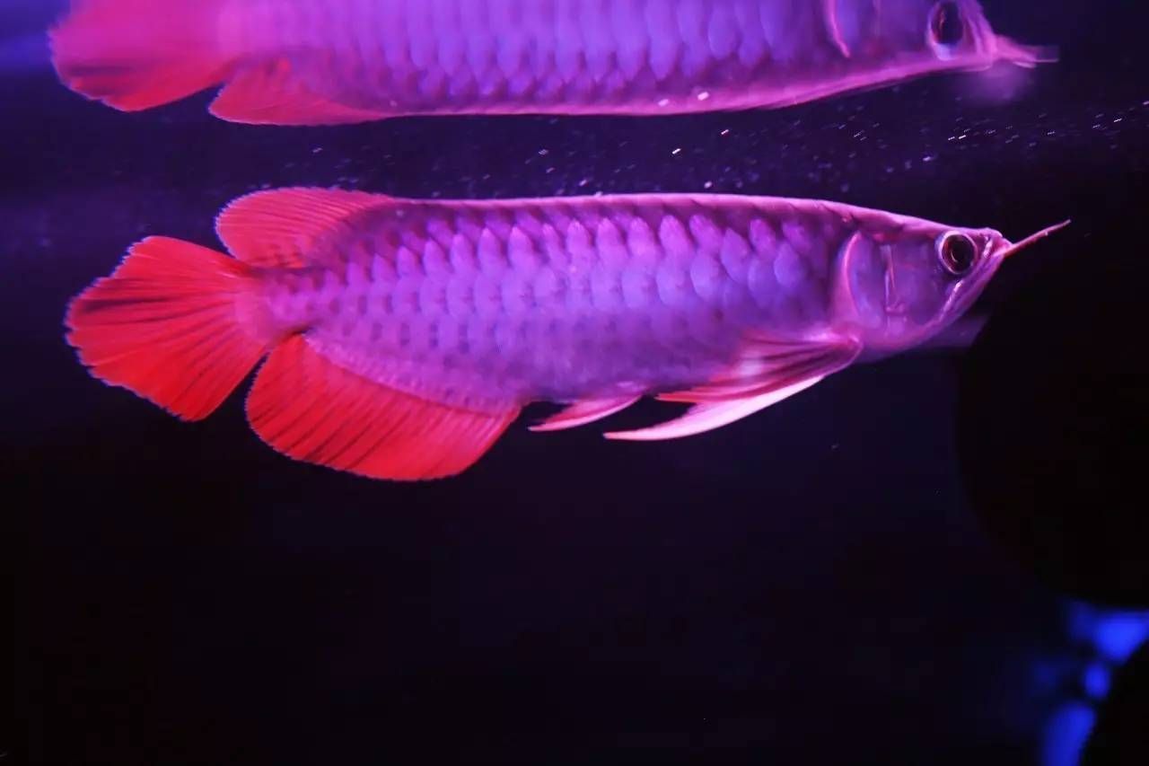 加里曼丹龍魚漁場【加里曼丹龍魚漁場的養殖方法】