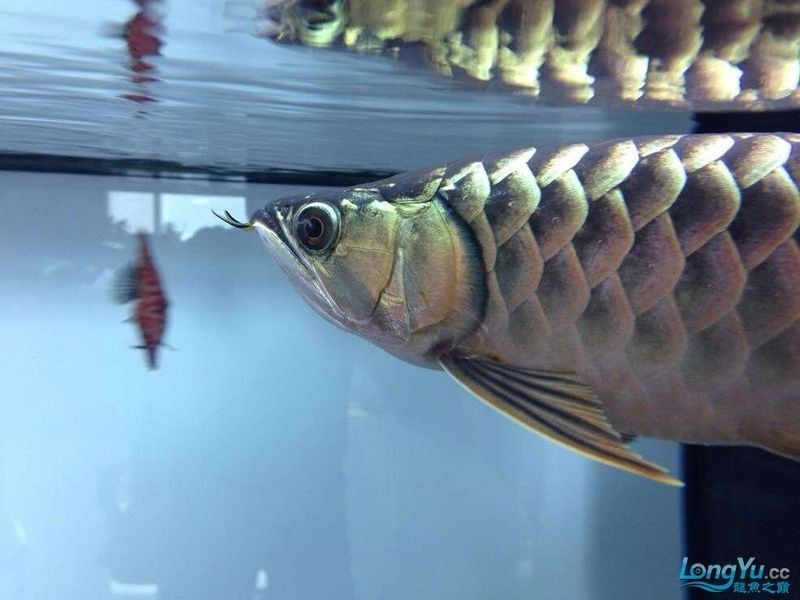 龍魚吐白色絮狀物不吃食