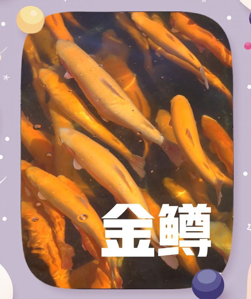 金鱒魚的毒性有多強(qiáng) 金鱒魚的毒性有多強(qiáng) 龍魚百科 第6張
