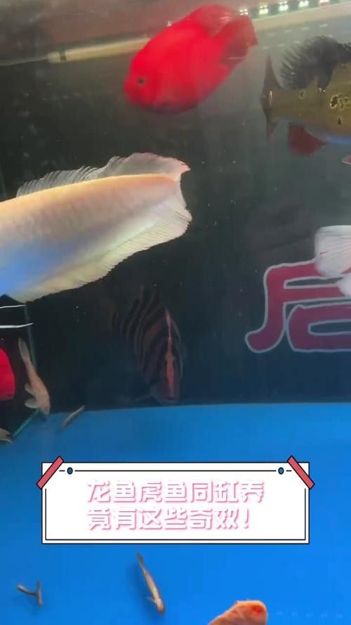 龍魚混養最佳搭配圖片視頻