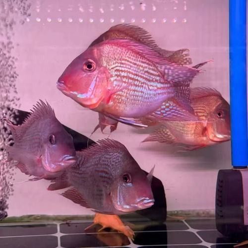 龍魚混養最佳搭配圖片視頻