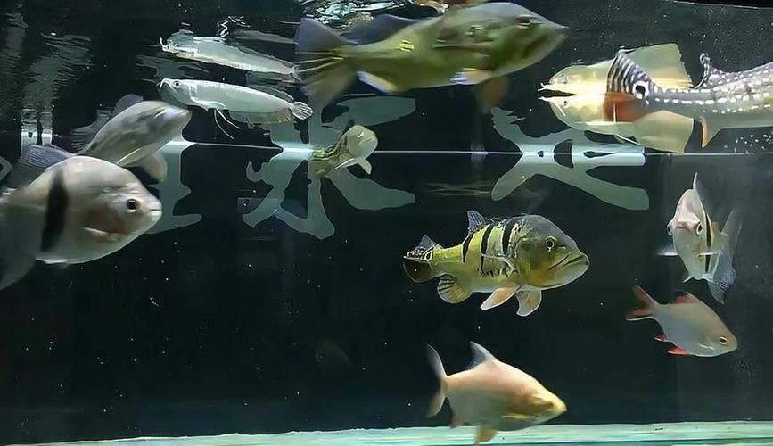 龍魚混養最佳搭配圖片視頻