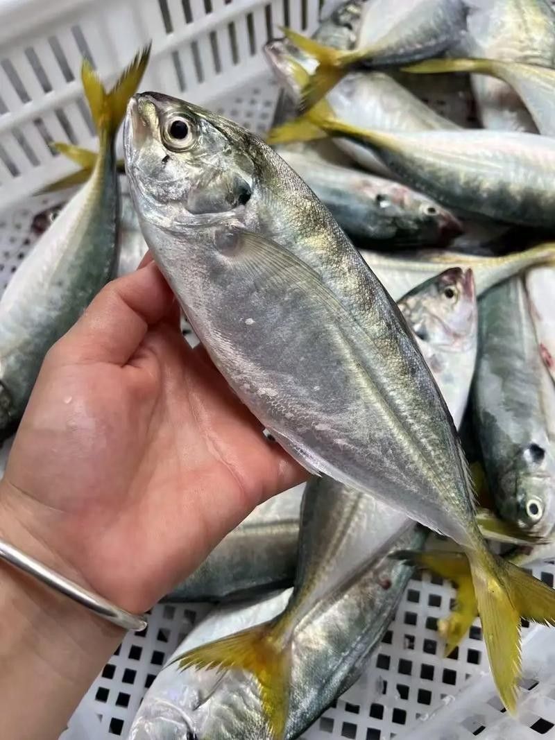 黃尾龍魚價格行情